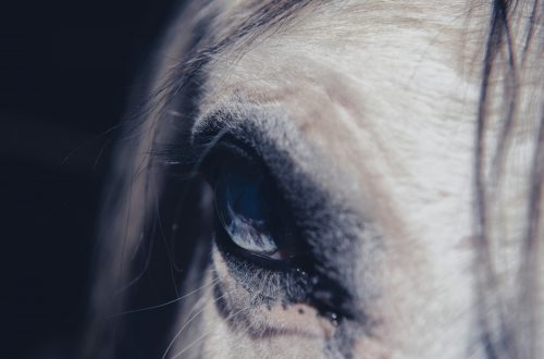Pferd in Nahaufnahme bei einem pferdegestützten Führungskräftetraining mit Leonie Stankewitz